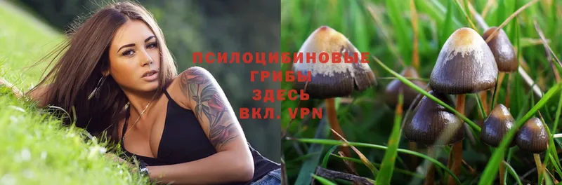 Псилоцибиновые грибы Magic Shrooms  где найти   Котельнич 